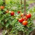 Jak uprawiać pomidory bez sadzonek